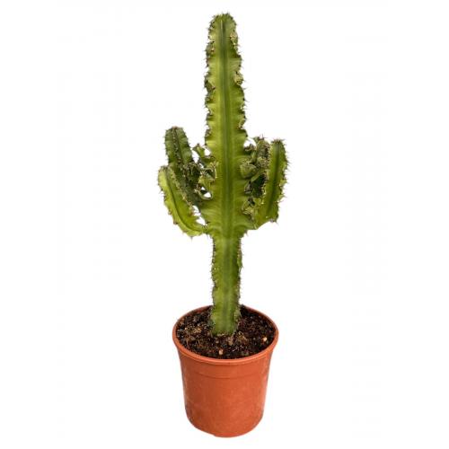 EUPHORBIA ERYTREA CANDELABRO