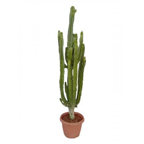 EUPHORBIA ERYTREA CANDELABRO