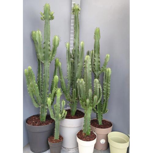 EUPHORBIA VASO COLORATO