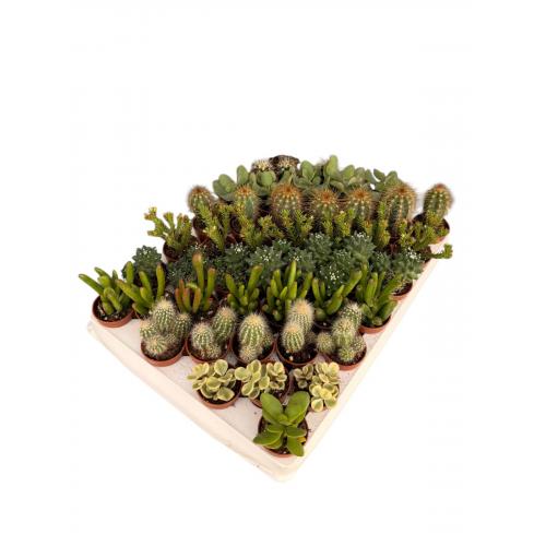 CACTUS MIX