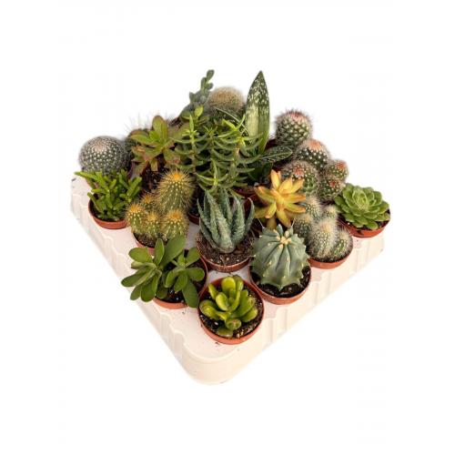 CACTUS MIX