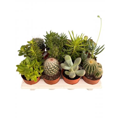 CACTUS MIX