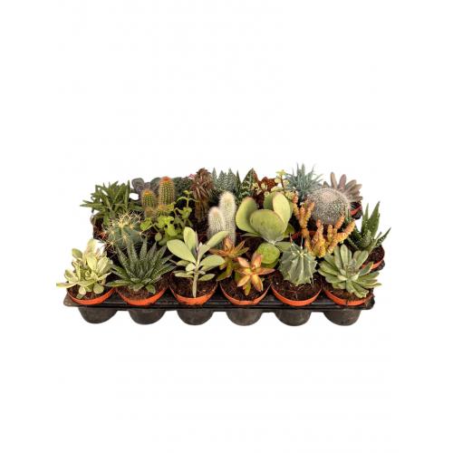 CACTUS MIX