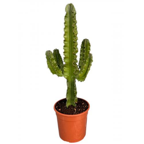 EUPHORBIA ERYTREA CANDELABRO