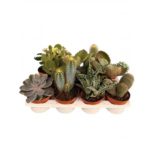 CACTUS MIX
