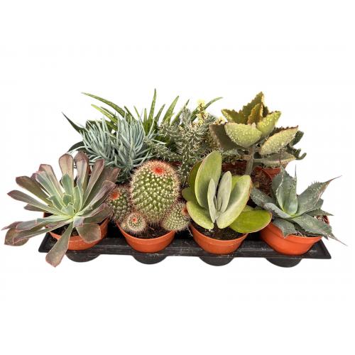 CACTUS MIX