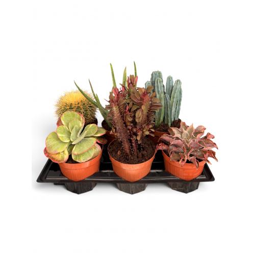CACTUS MIX