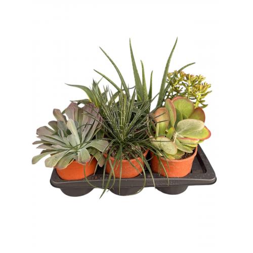 CACTUS MIX