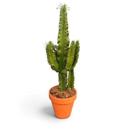EUPHORBIA ERYTREA CANDELABRO VASO COCCIO