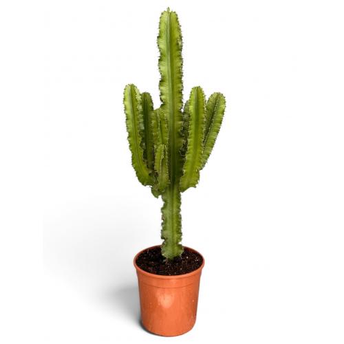 EUPHORBIA ERYTREA CANDELABRO