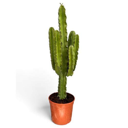EUPHORBIA ERYTREA CANDELABRO