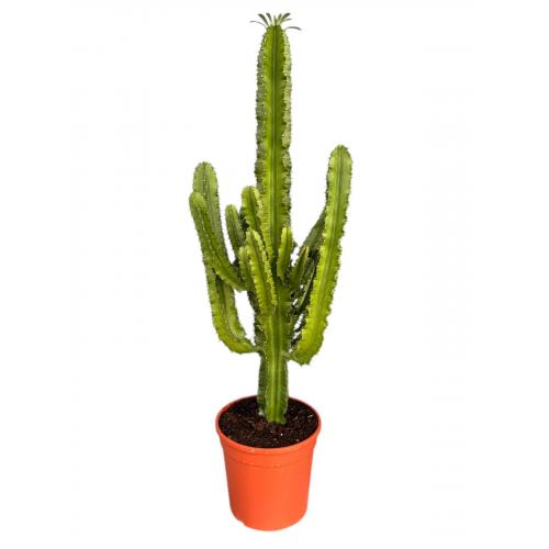 EUPHORBIA ERYTREA CANDELABRO