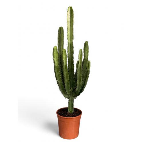 EUPHORBIA ERYTREA CANDELABRO