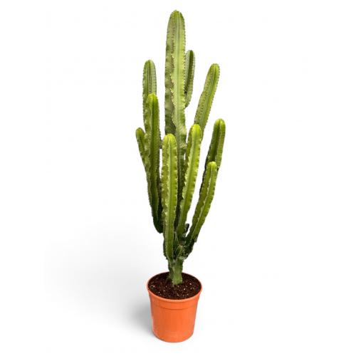 EUPHORBIA ERYTREA CANDELABRO