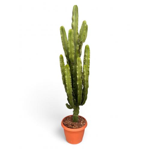 EUPHORBIA ERYTREA CANDELABRO