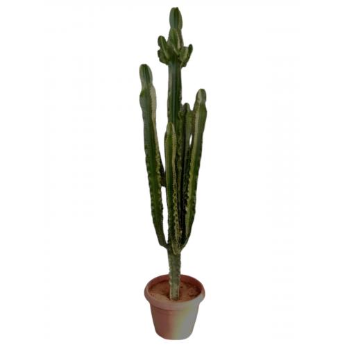 EUPHORBIA ERYTREA CANDELABRO